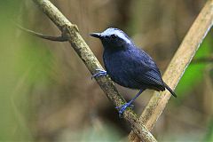 White-browed Antbird